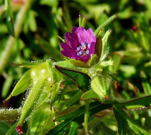 {Geranium dissectum}